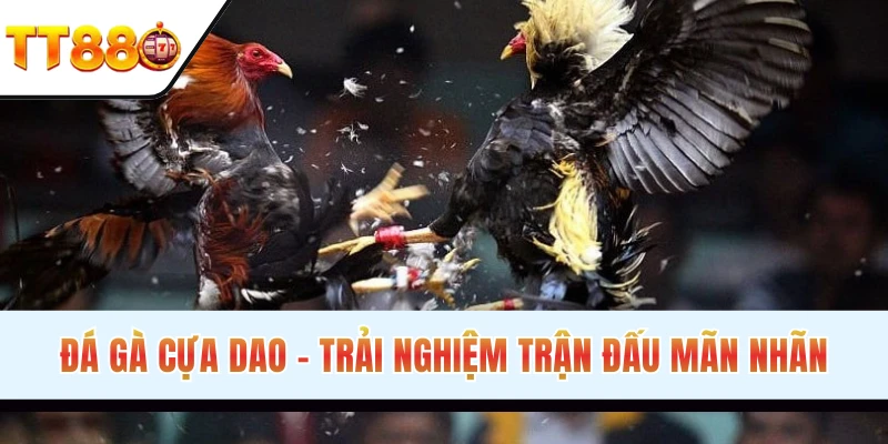 Đá gà cựa dao