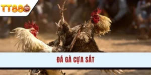 Đá gà cựa sắt